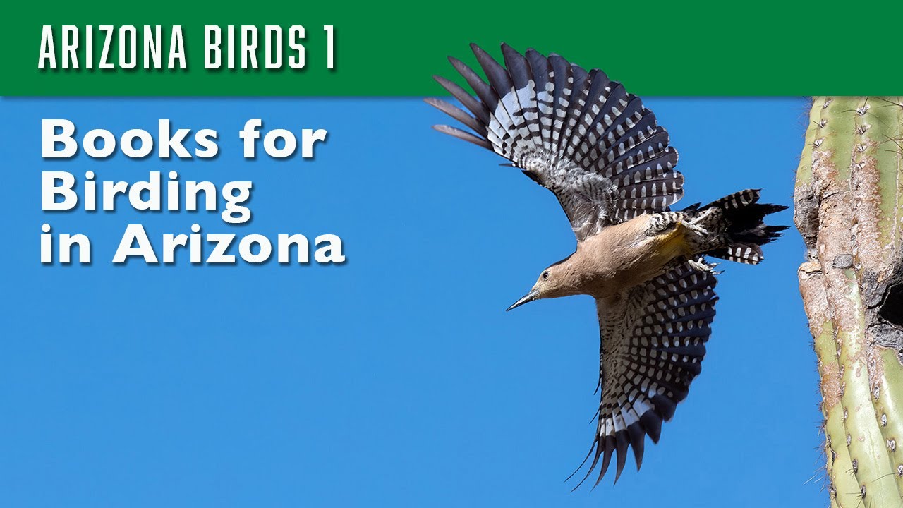 Arizona Birds #1 Books about the birds of Arizona