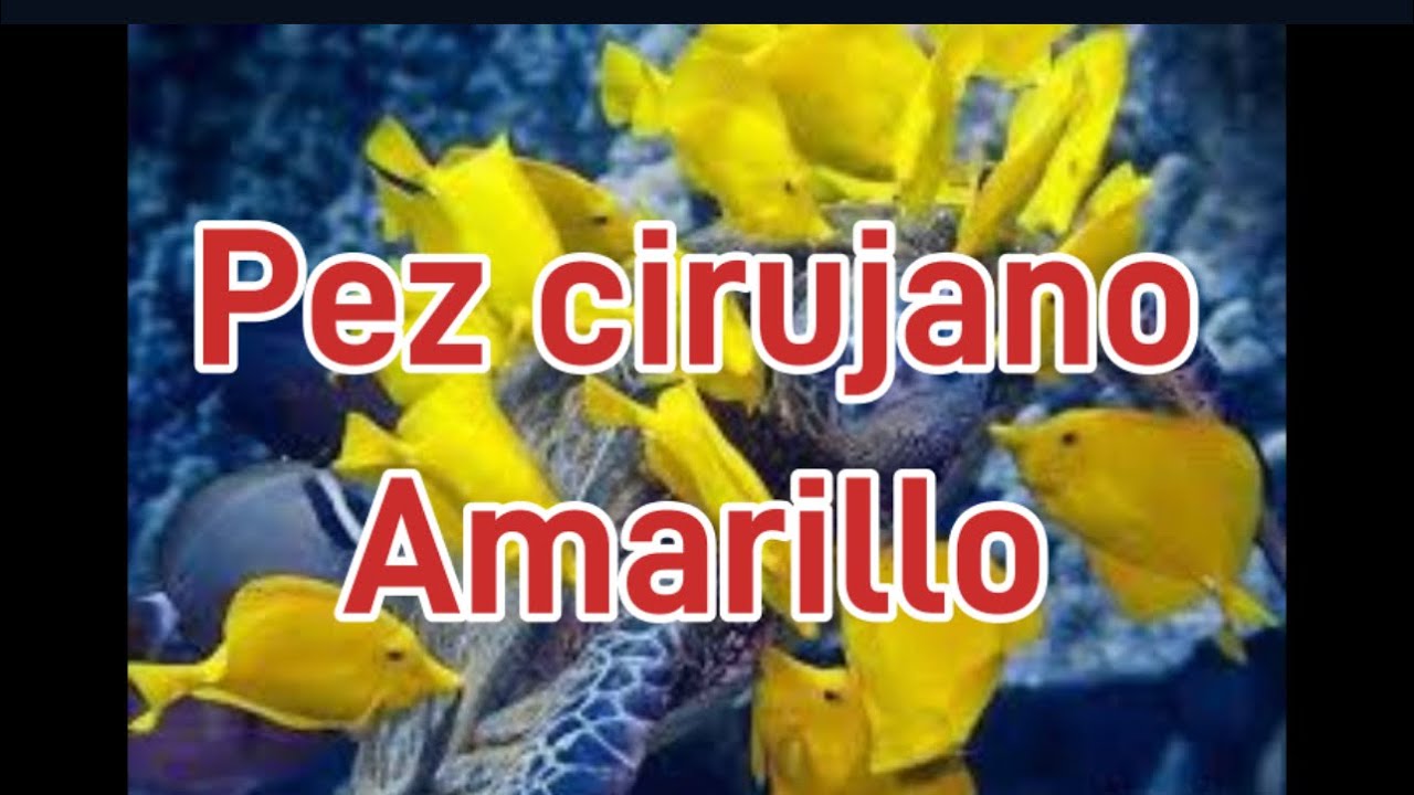 Pez cirujano amarillo zebrasoma flavescens.
