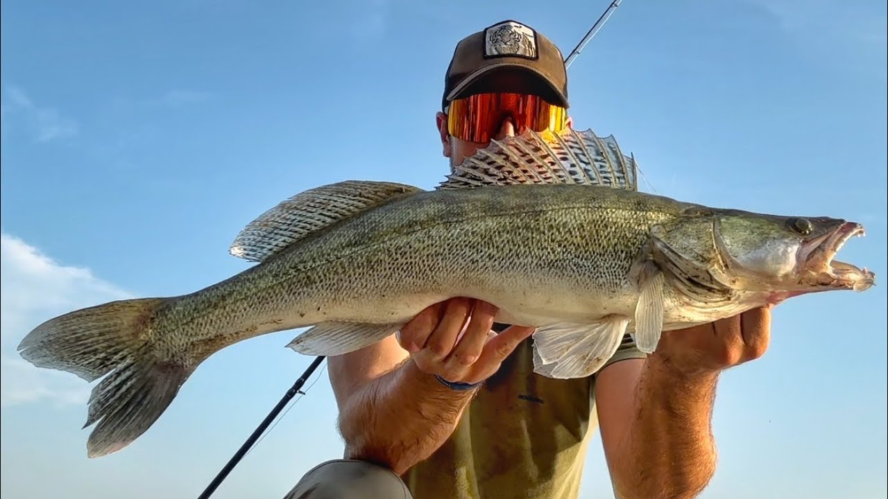 PESCA  a SPINNING SUL FIUME PO - Siluri, Aspi e Perca Estivi ☀️🎣