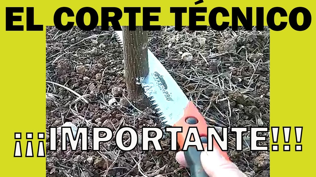 ✅El corte técnico en las paulownias, IMPORTANTE para obtener altura comercial