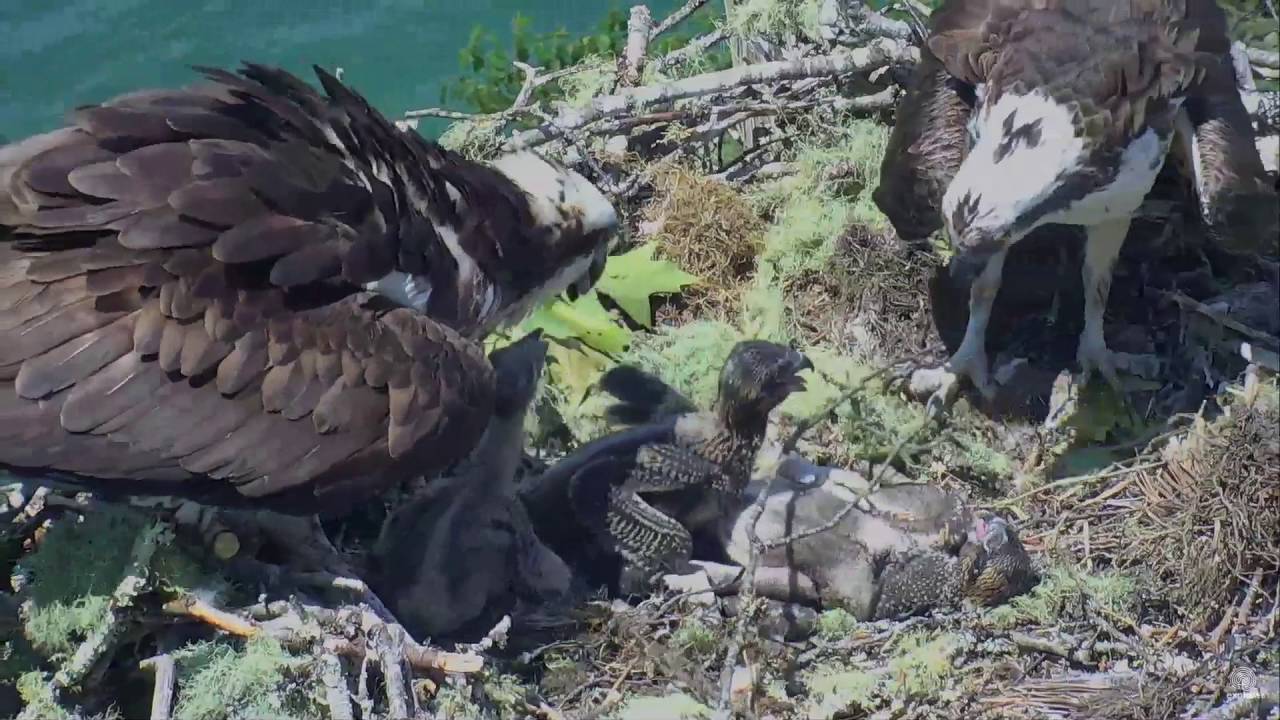 Hog Island Maine Osprey Cam ~ Baby Osprey Flips Over On Back  6.21.16