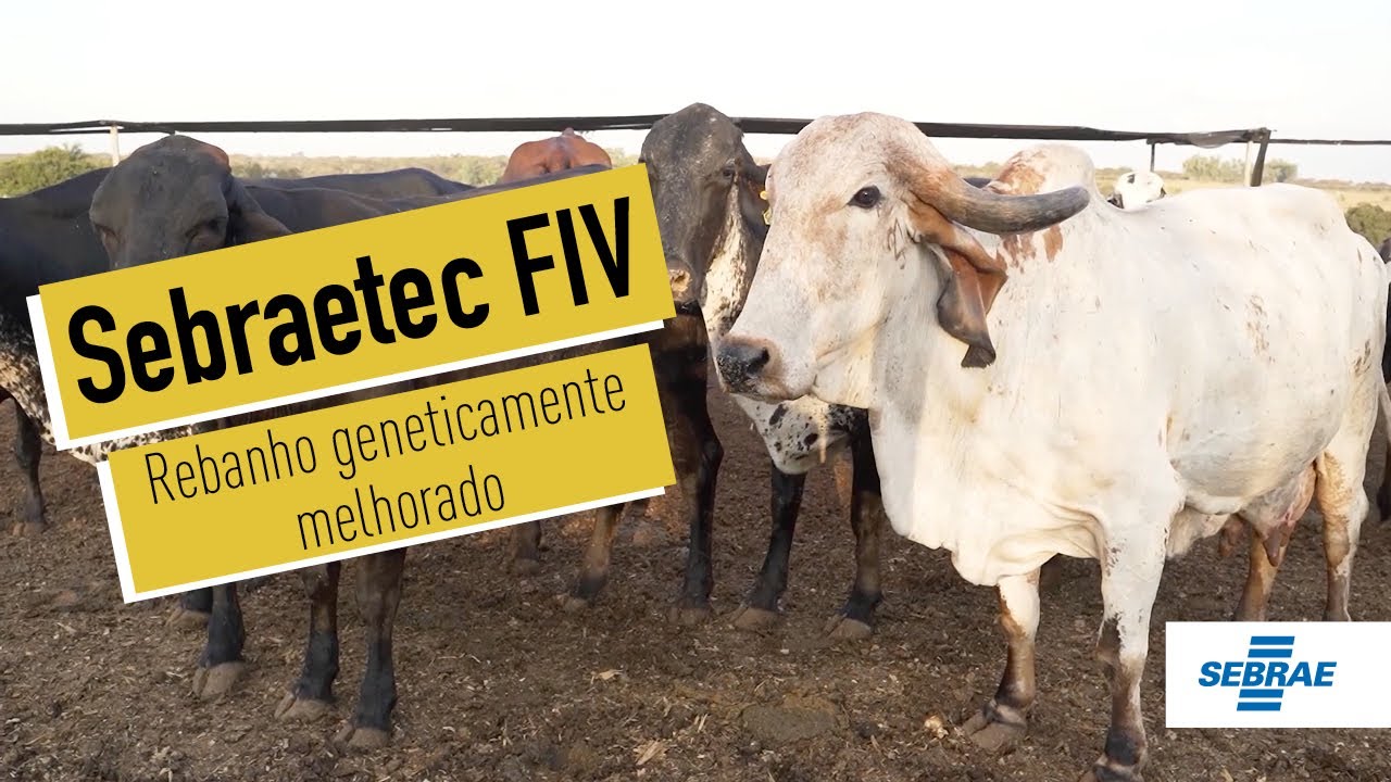 Sebraetec FIV - Rebanho Geneticamente Melhorado - Histórias de Sucesso