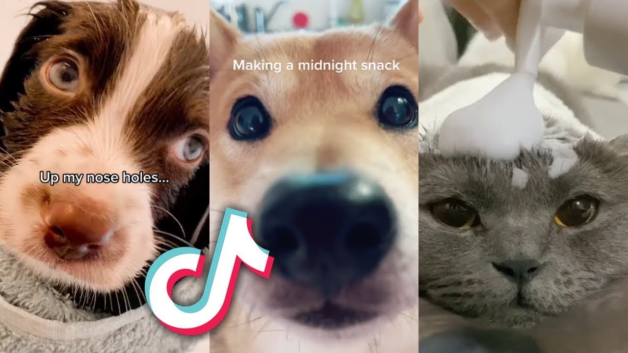 The BEST and CUTEST TikTok Pets...
