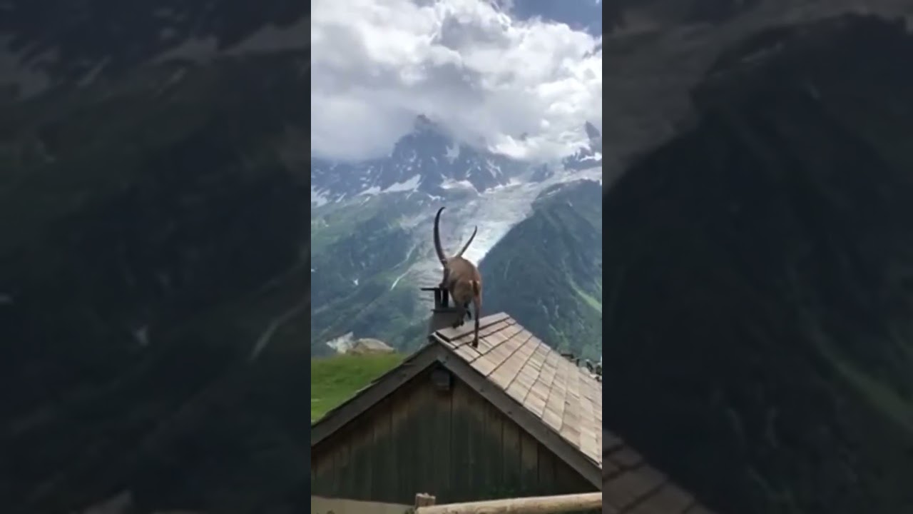 UN BOUQUETIN SUR UNE CHEMIN&Eacute;E !