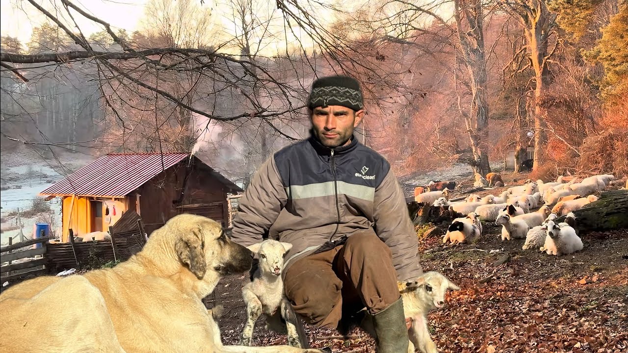 BOLU DAĞLARINDA ÇOBAN İSA’NIN YALNIZ YAŞAMINA 1 GÜNLÜĞÜNE EŞLİK ETTİM 