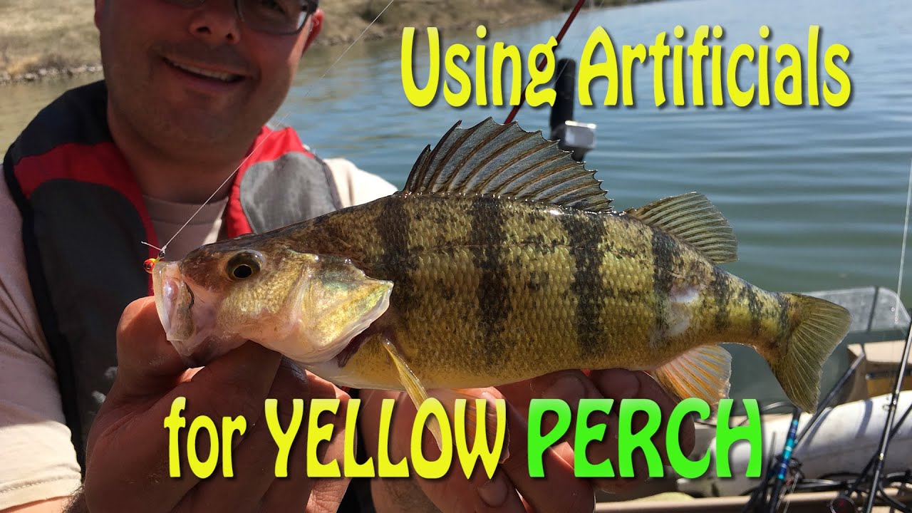 Using Artificial Lures for Perch