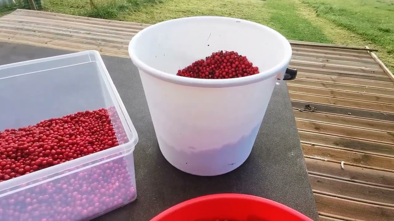 Cosecha de arándanos rojos