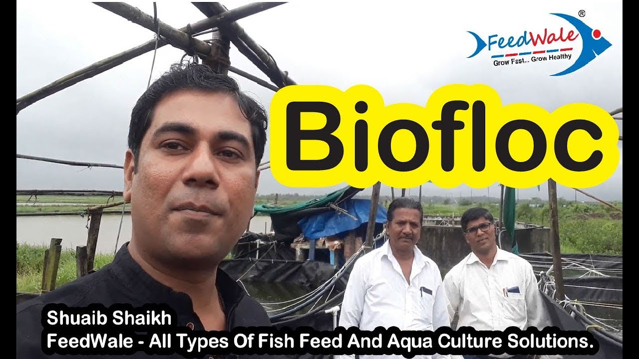 BioFloc Mein Shrimp Rohu Katla Tilapia Pangasius RoopChanda Fish Farming In India Pravin Mhatre