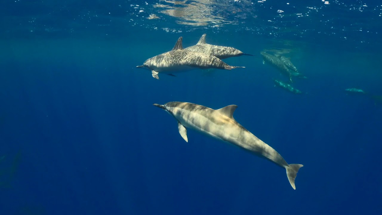 Vajra Guru Mantra -  Jasper Merle ft Nai'Yah