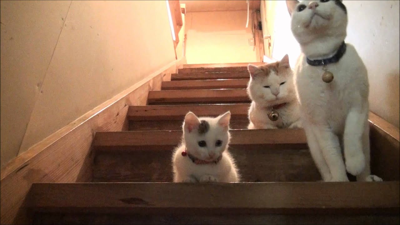 階段のみみ　MIMI the stairs