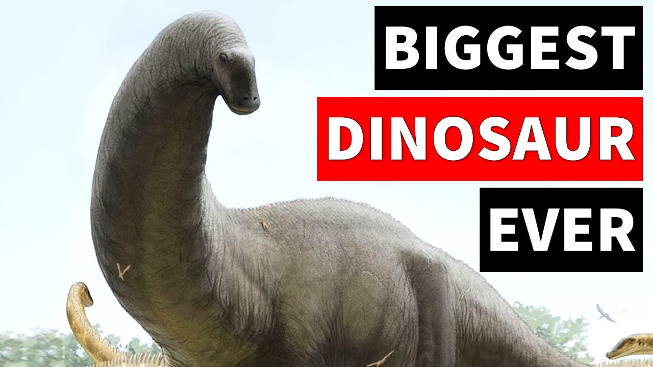 The Biggest Dinosaur Is Not Argentinosaurus It's This