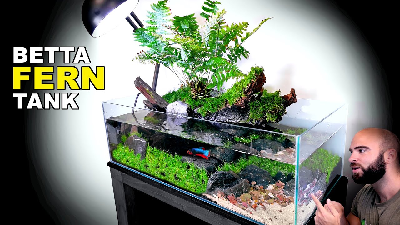 Aquascape Tutorial: Land Fern Betta Fish Aquarium (How To: Step by Step Planted Tank Guide)
