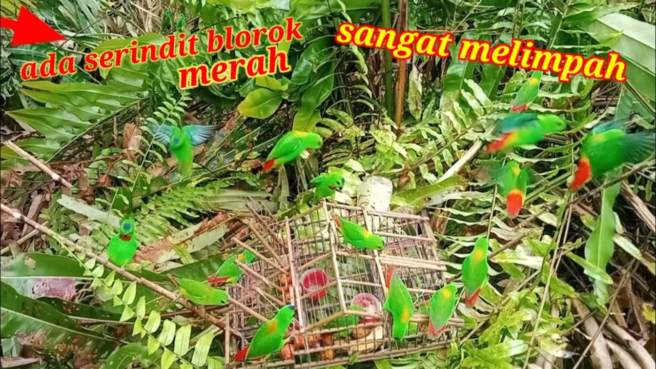 ADA SERINDIT BELOROK MERAH WAKTU MENJEBAK SERINDIT PAKAI SANGKAR PIKAT // BIRD TRAP