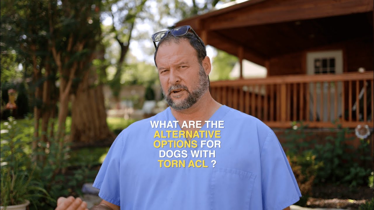 Best Alternative Options for Dogs with Torn ACL – Marc Smith, DVM, MS