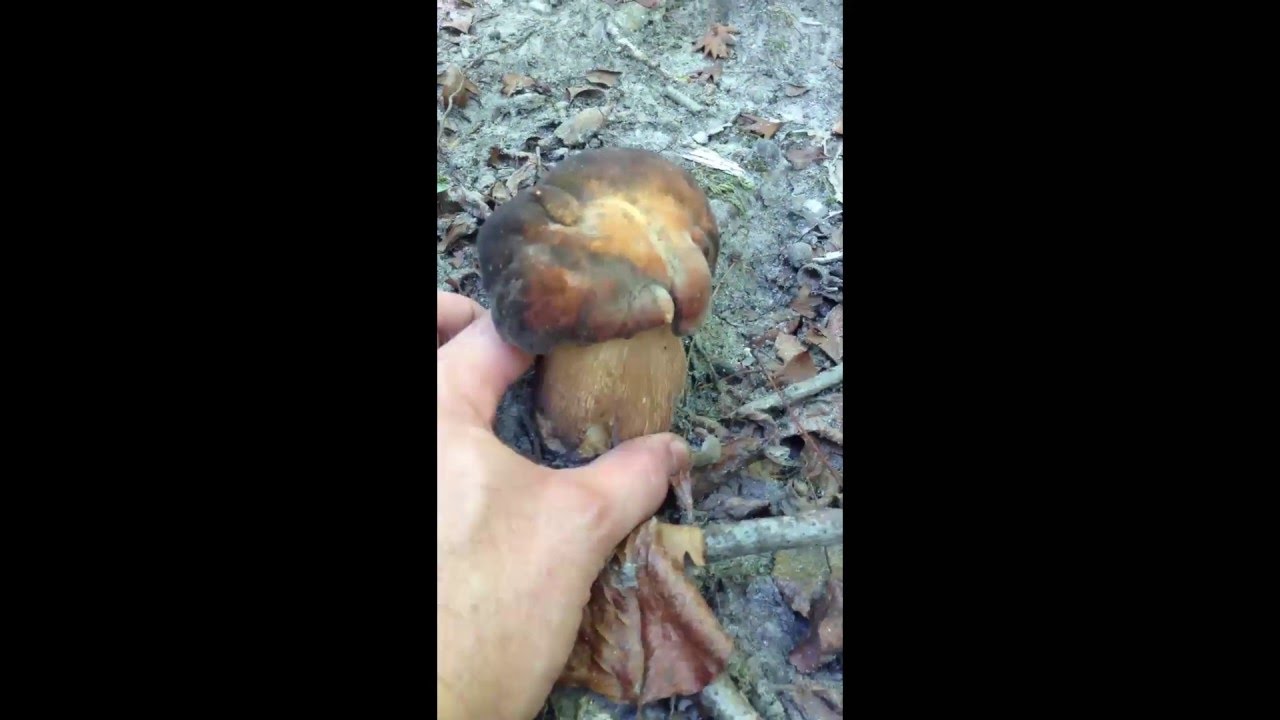 Boletus Aereus nei boschi di pianura