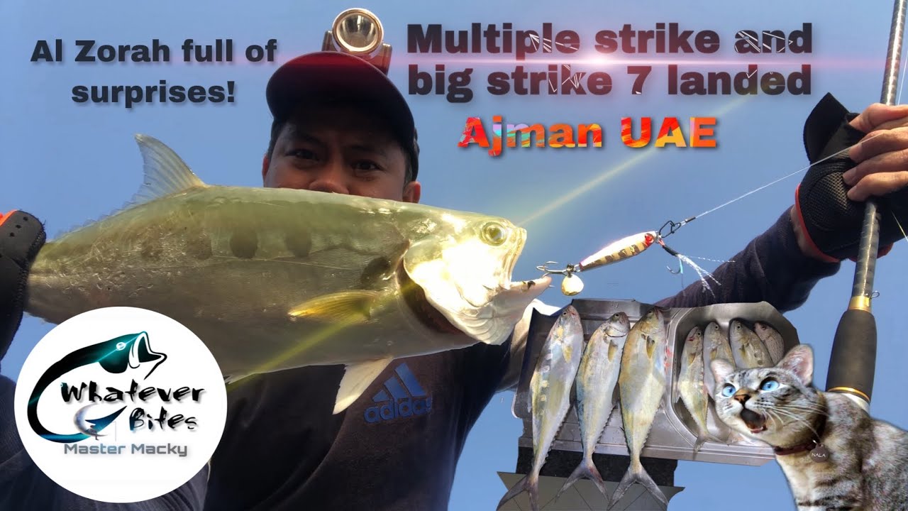 Early Morning fishing session | multiple strike | Ajman Al Zorah fishing spot | UAE near Dubai