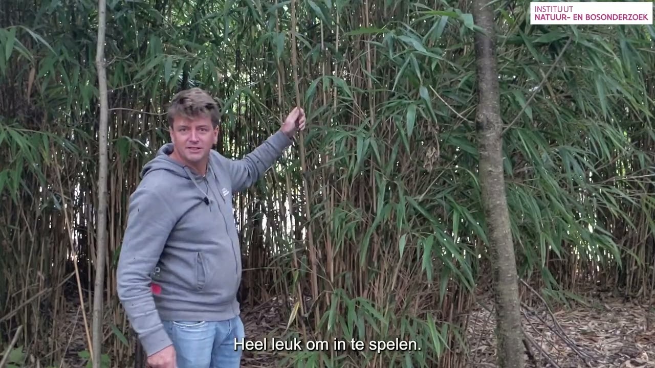 Week van het Bos - op zoek naar invasieve uitheemse planten in het bos