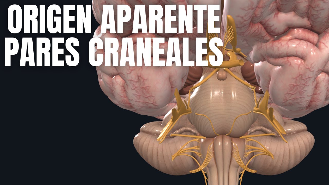 ORIGEN APARENTE DE PARES CRANEALES