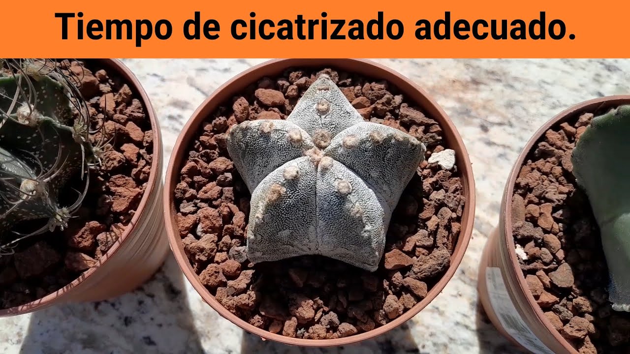 Cómo bajar cactus del porta injerto, la forma más fácil, parte 2