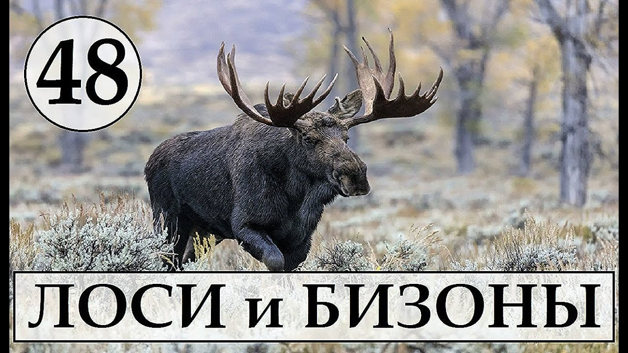 ОХОТА на Бизонов и Лосей TheHunter Call of the Wild # 48