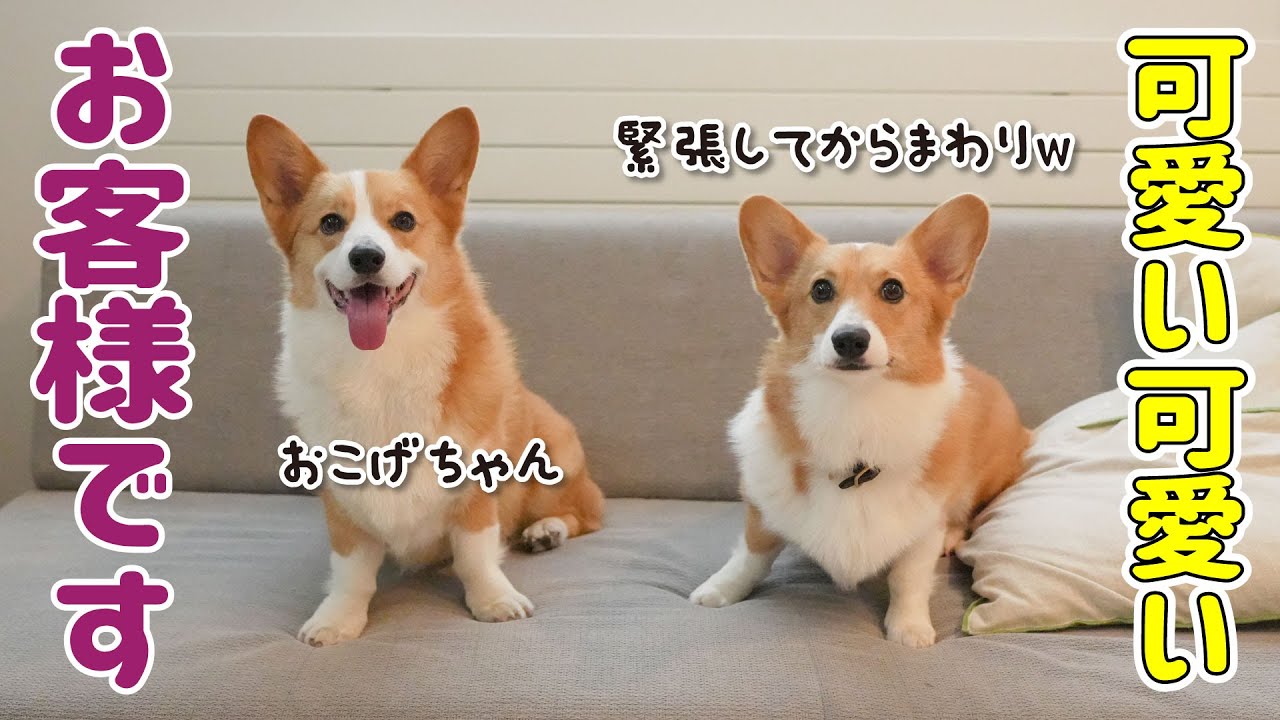 ママが会いたかったコーギーちゃんが遊びにきてくれました！嬉しい！【ペトコトフーズ】