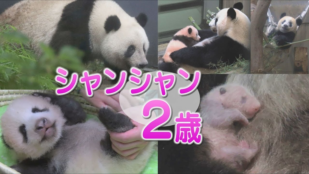 もうすぐ２歳　シャンシャン、2年間の成長記録