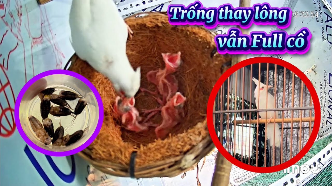 Chia sẻ cách để một Chim Mẹ chăm ba Chim Non khi bắt Chim Bố ra