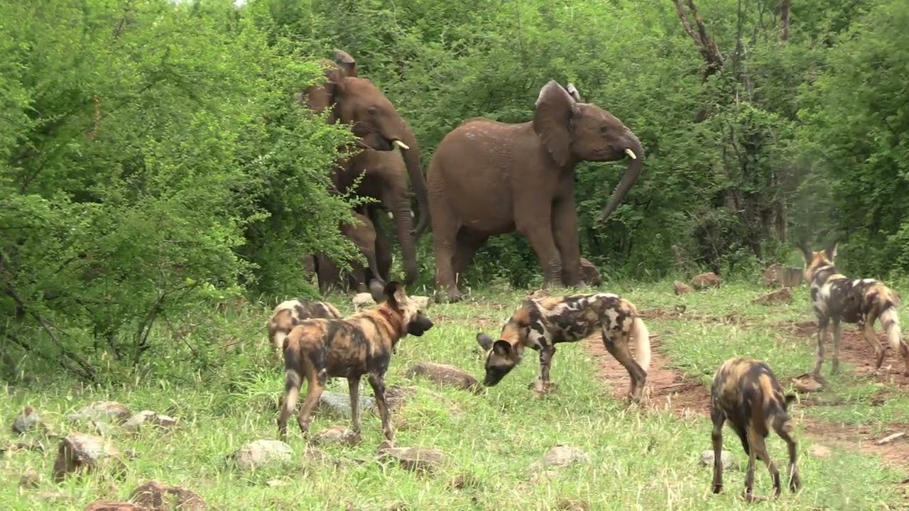 Wild Chase: Elephant vs. Wild Dogs - Who Wins? 🐘🐕