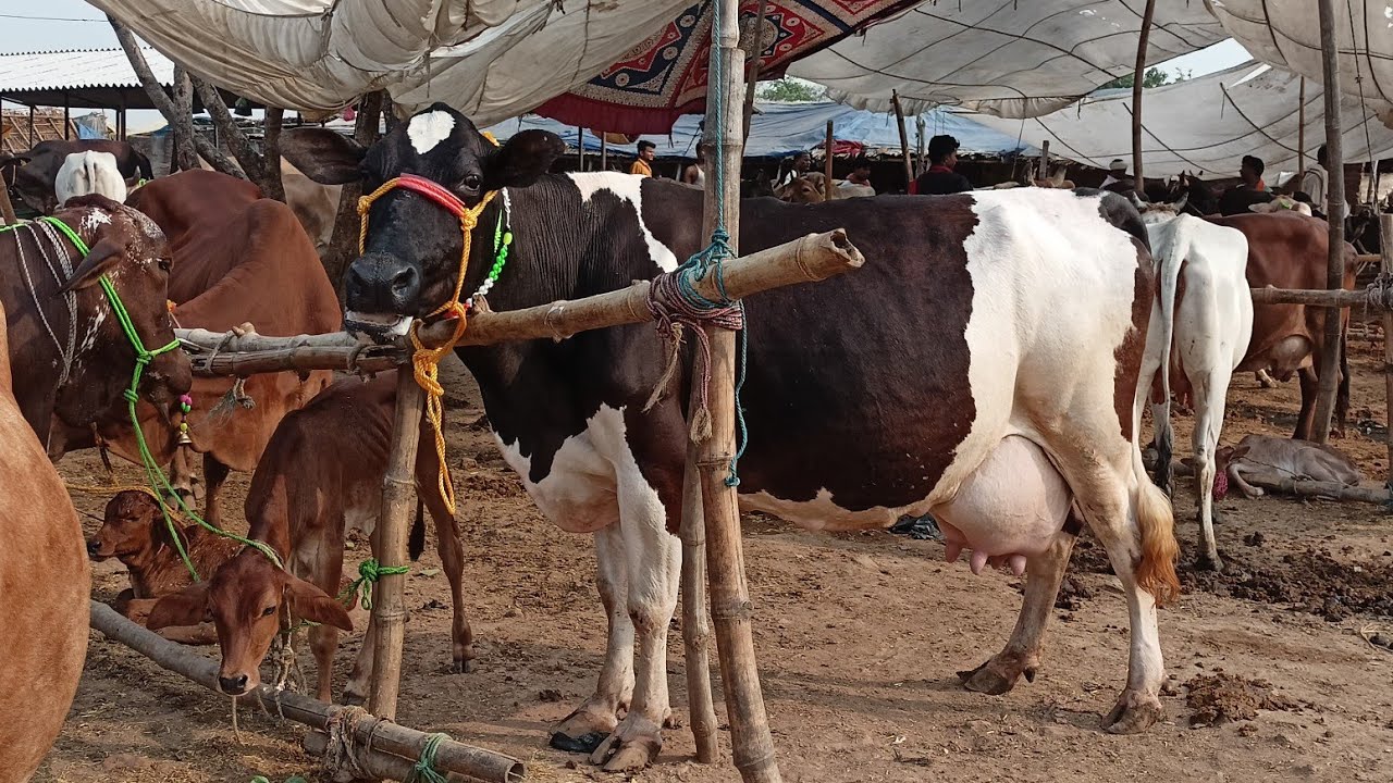 Hf Cow Sale in Chausa Pashu Mandi Buxar Bihar | Cow Video | Cow Market in Bihar | Cow Mandi