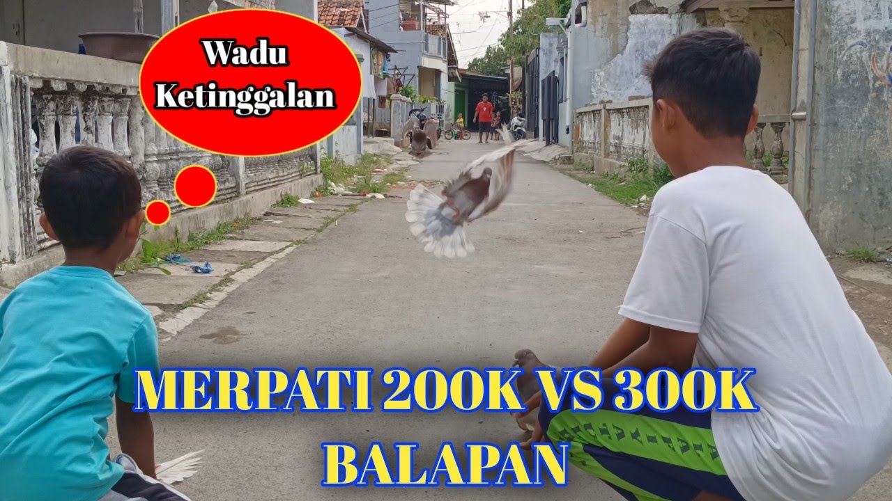 BALAPAN MERPATI 300K VS 200K
