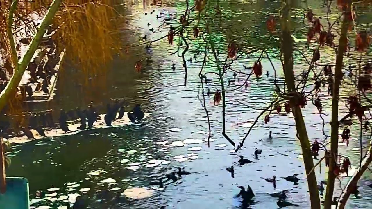Winter-Vogelparadies…