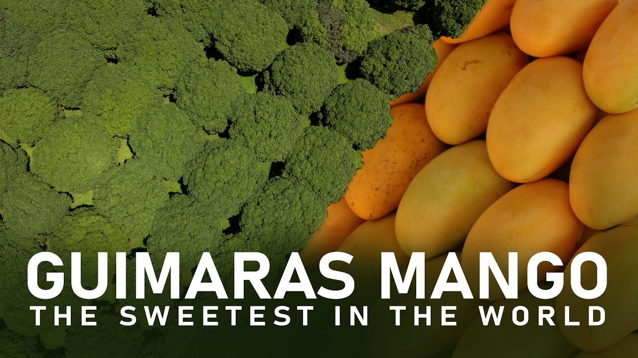 Guimaras: Taste. Discover. Wander. | Paradise Philippines