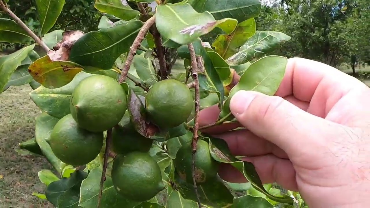Early-bearing macadamias: worth the risk?