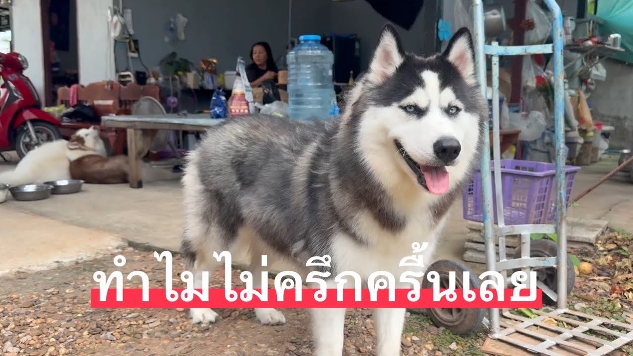 ทำไมวันนี้ไม่ครึกครื้นกันเลย