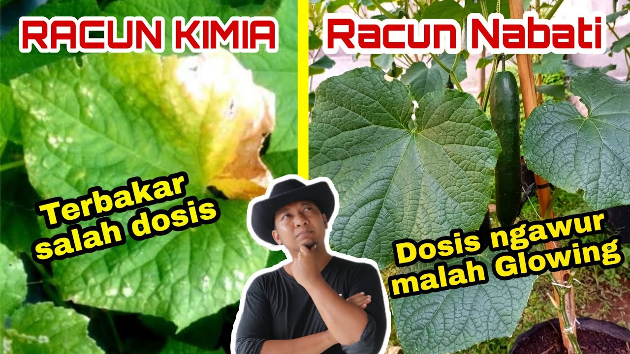 Radius 1 Kilometer Hama Kabur!!  Lengkap di pandu dari nol, wajib nonton 👆