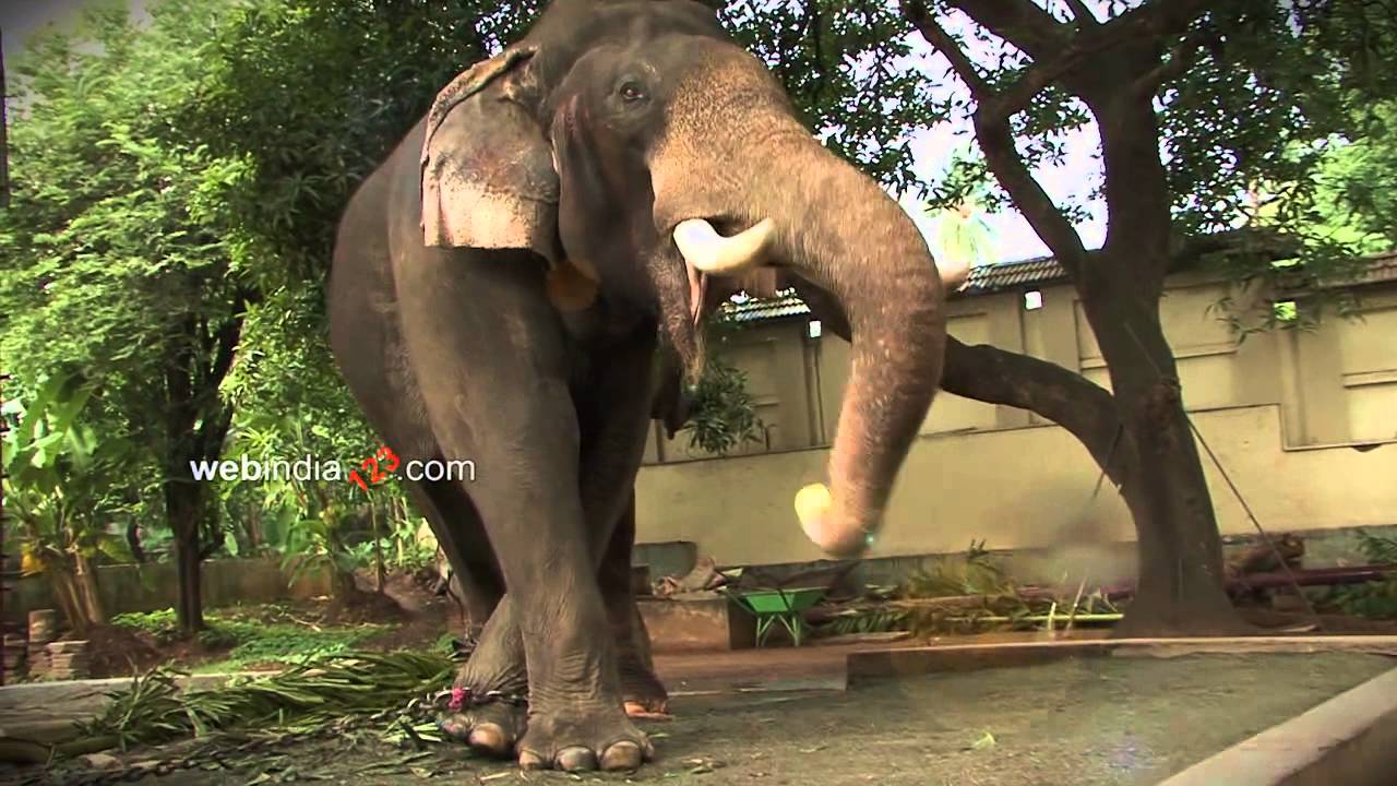 Kerala Elephants Teaser Dedicating To All Thiruvambady Sivasundar Fans