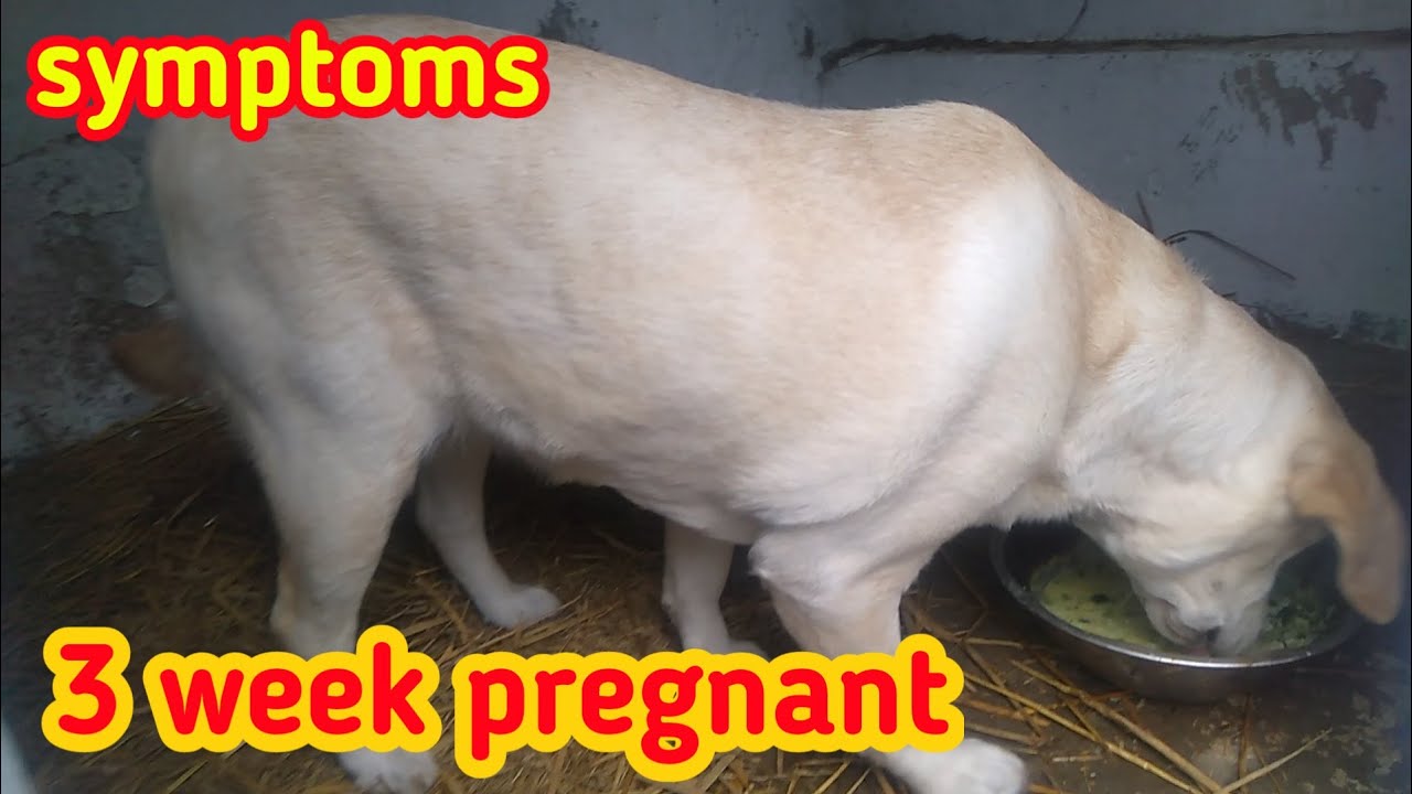 3 week pregnant dog || Labrador retriever || #pregnantdog  #labrador