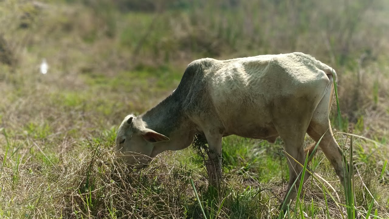 મારી લાડકી ભેંસ સાથે LIVE મજા 😍🐃