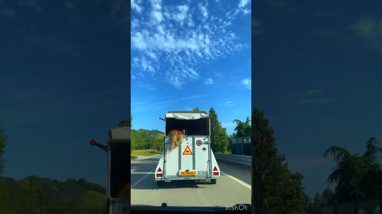 Horse trailer in Italy #italy #trending #dancing #sienaitaly #viral #song #shorts #italian