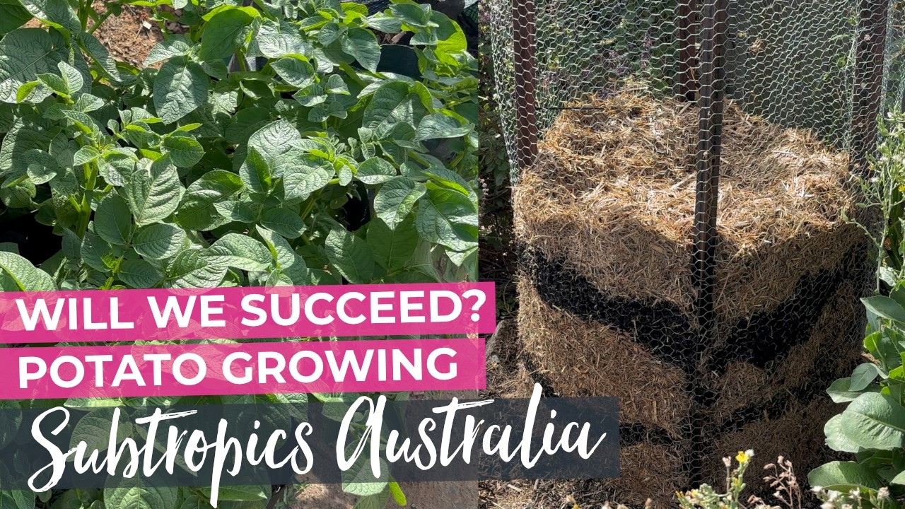Growing Potatoes - Did I make a mistake? Subtropical Australia
