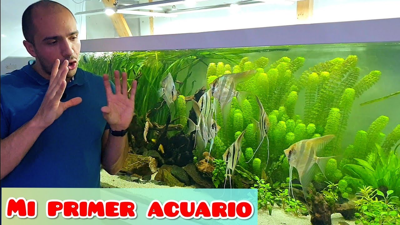 MI PRIMER ACUARIO, TODO LO NECESARIO