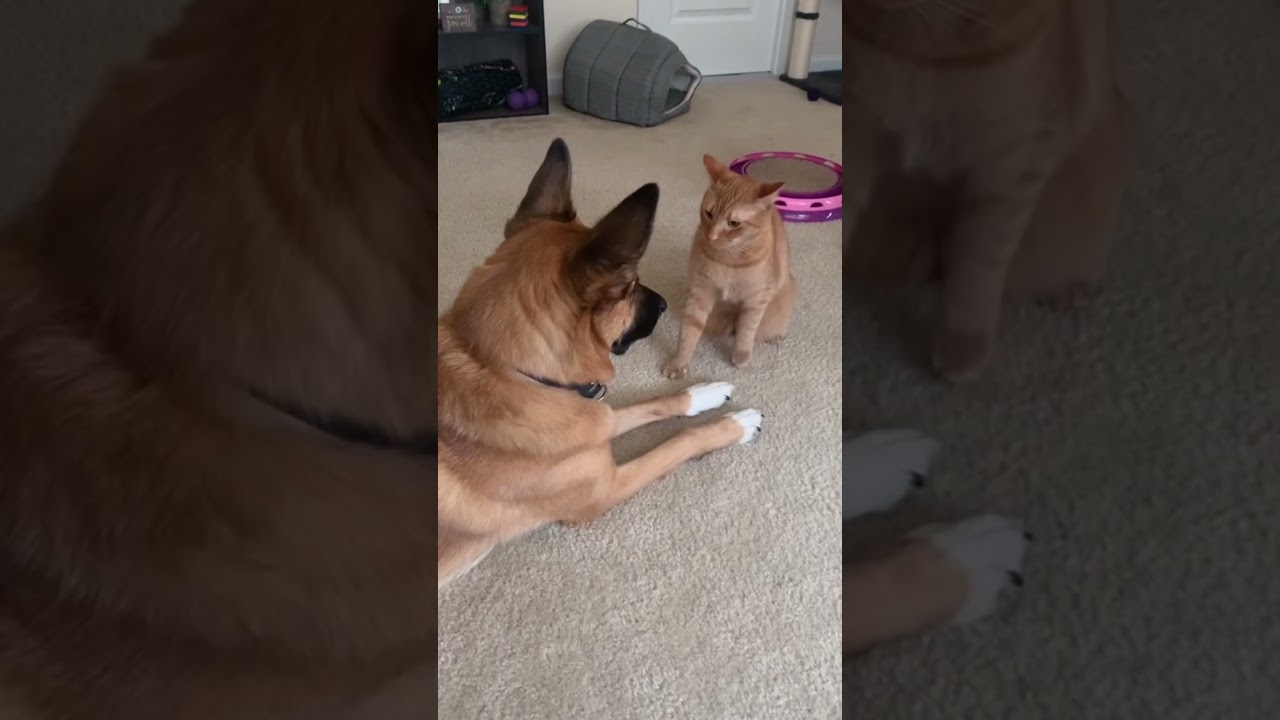 Cat bullies dog. #funny #pets #cutedog