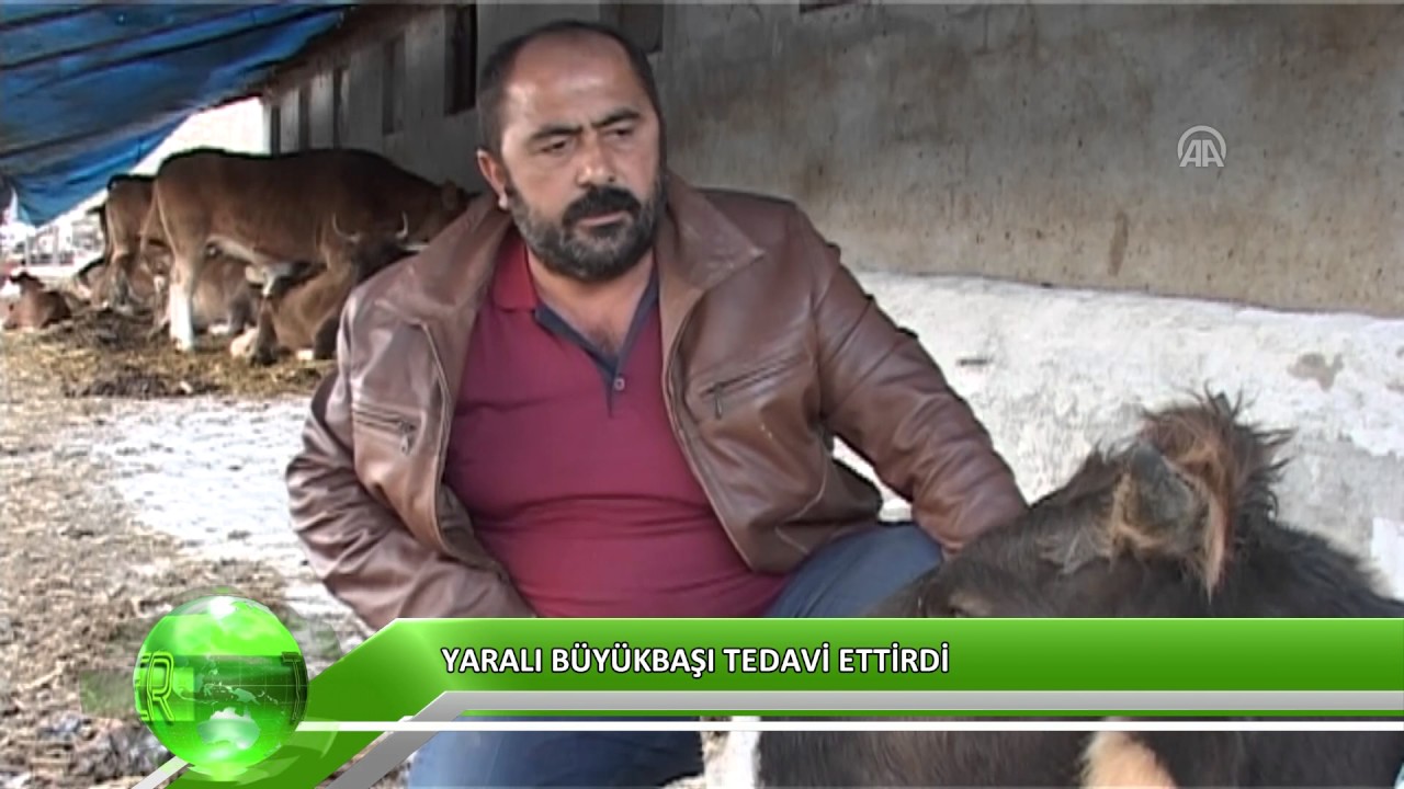 Yolda bulduğu hayvana yardım etti