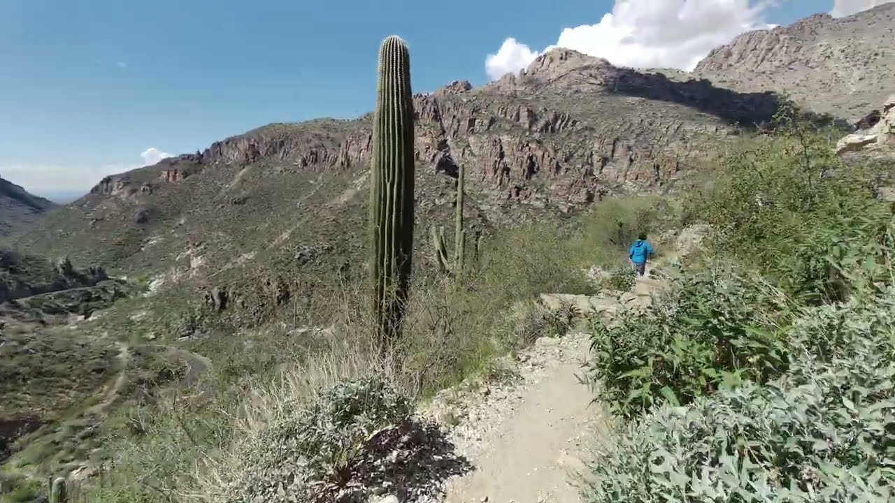 Sabino Canyon Phoneline Trail Hike