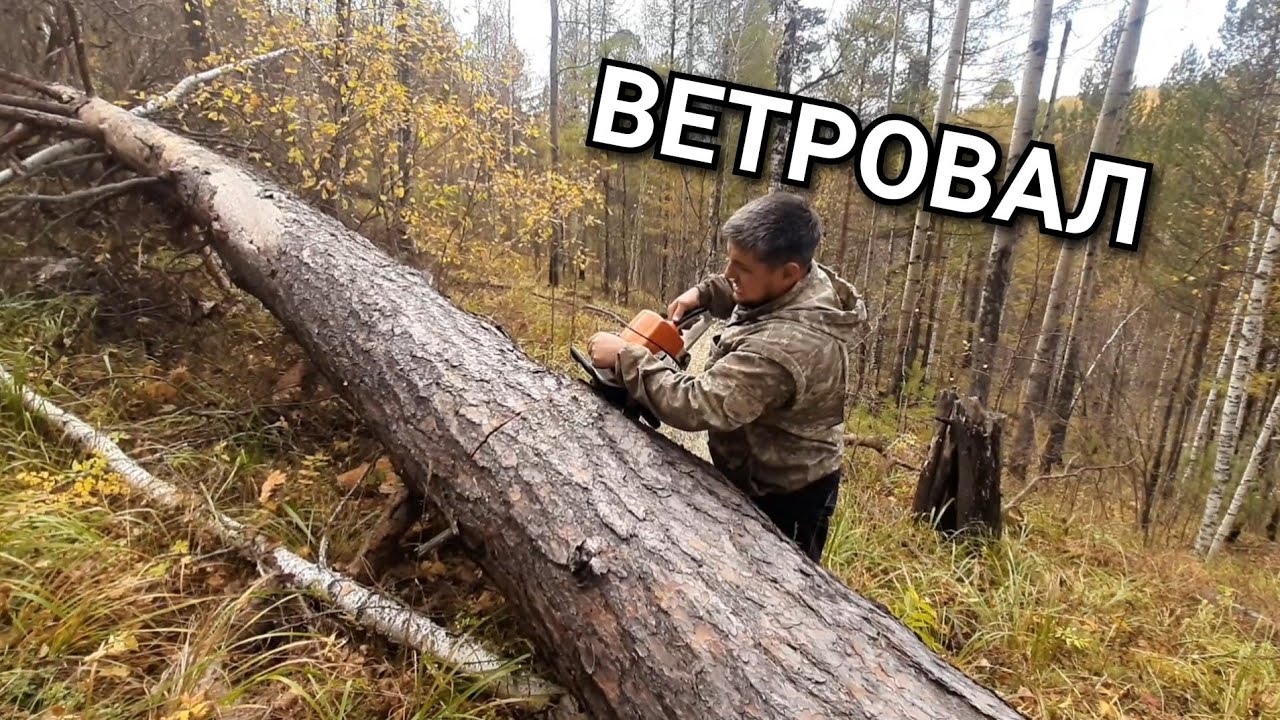 НАШЕЛ КУЧУ ВЕТРОВАЛА!!! ТРЕЛЕВКА В ТАЙГЕ ЛЕСА НА ЛТЗ-55. ЗАГОТОВКА ДРОВ!!!
