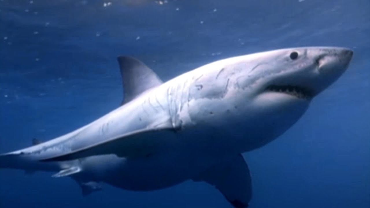 New Great White Hot Spot Confirmed