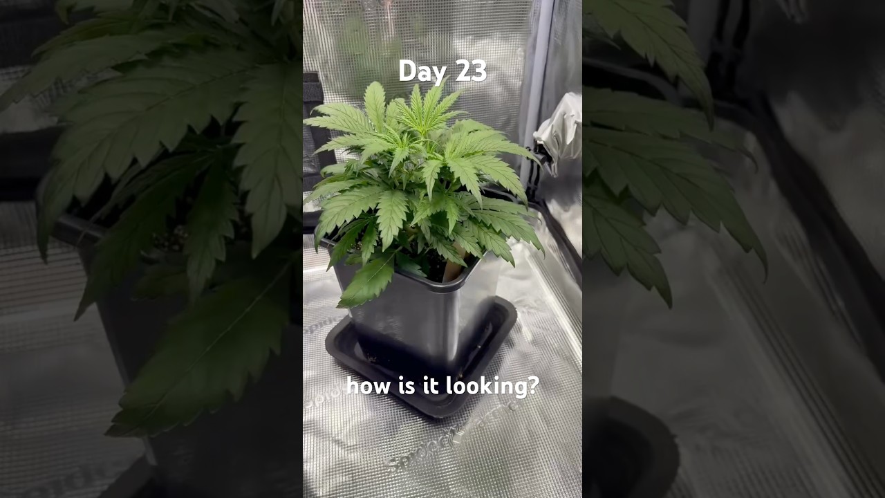 Day 23 - how is it looking? #shorts #trending #plants #diary