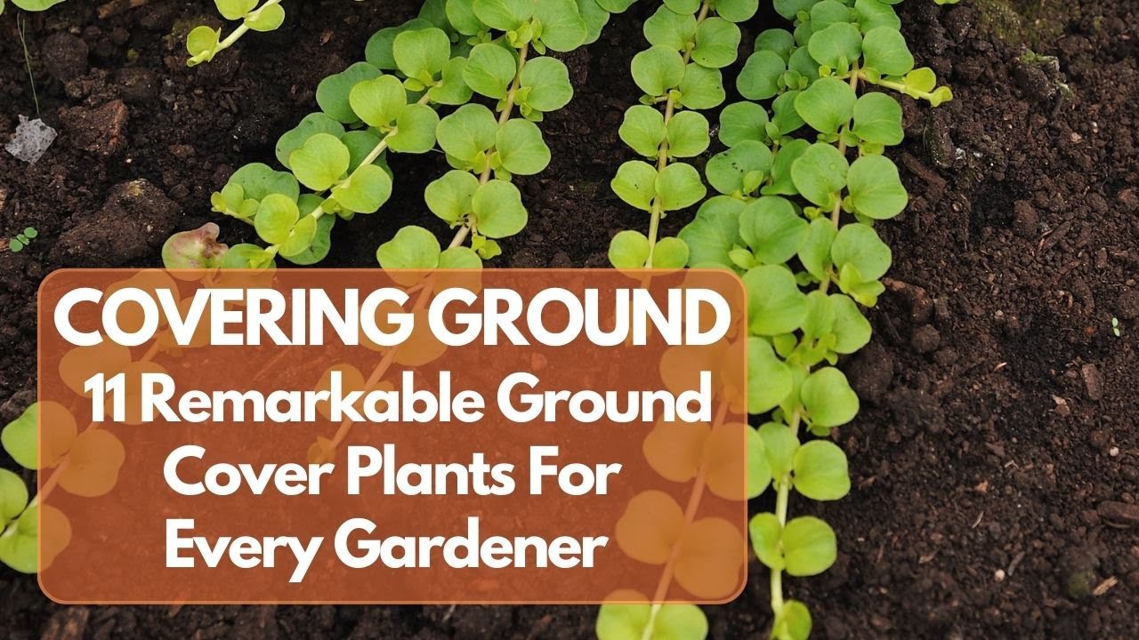 11 Must-Have Ground Cover Plants to Transform Your Garden