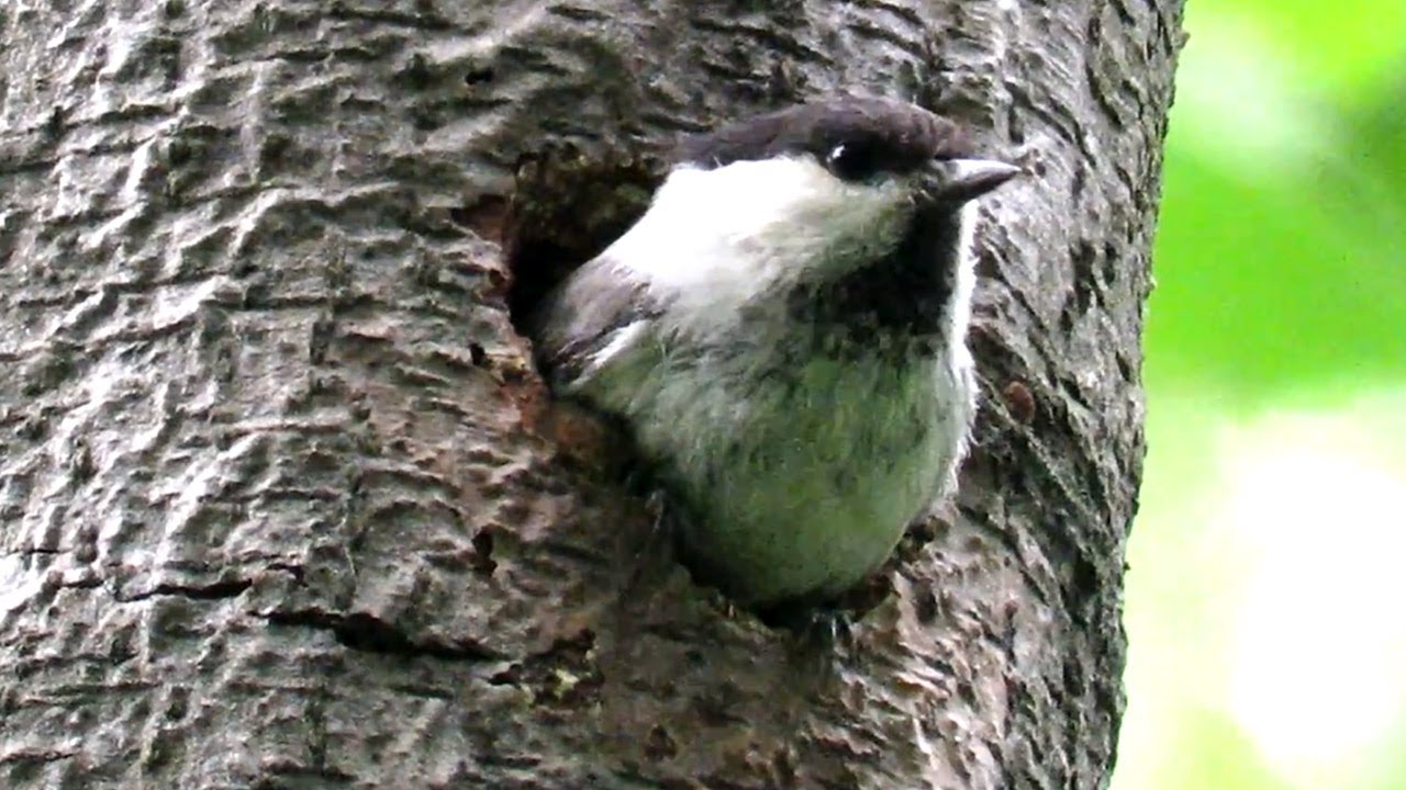 Дупло Синицы ГАИЧКА, Willow Tit