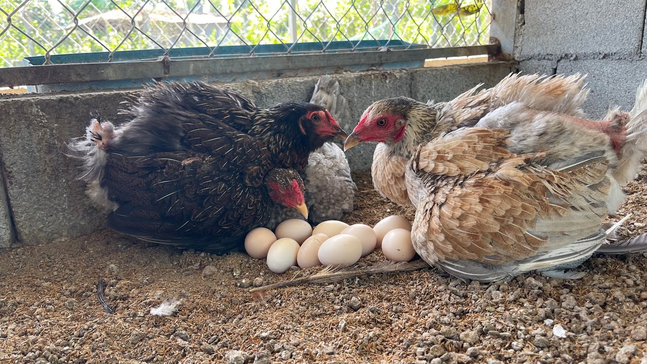 Daily Chicken Care &mdash; A Routine Filled with Dedication 🥚➡️🐣➡️🐓
